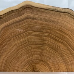 Butternut is in the walnut family and has a warm brown tone and distinct annular growth rings