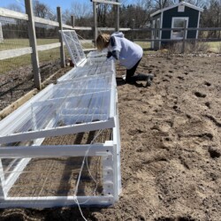Four corrugated cold frames deployed to the garden and Linda planting radish seeds in the first one