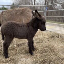 Cutest ever Baby Donkey