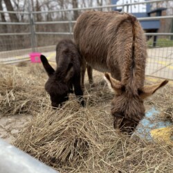 Baby Donkey and Mom