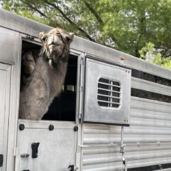One of the camels ready to head back home