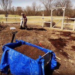 Amending the rest of the garden with organic material from the compost binost